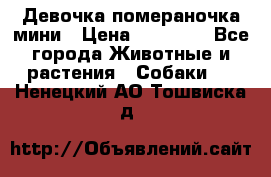 Девочка помераночка мини › Цена ­ 50 000 - Все города Животные и растения » Собаки   . Ненецкий АО,Тошвиска д.